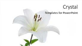  Presentation with lily - Presentation theme featuring white lily background and a white colored foreground