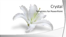  Presentation with lily - Cool new slides with white lily backdrop and a white colored foreground