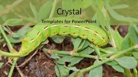  Presentation with moth - Presentation theme having white-lined sphinx moth caterpillar background and a  colored foreground