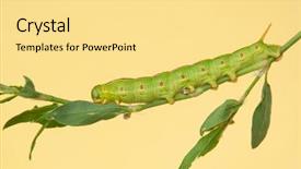 Presentation with moth - Audience pleasing presentation consisting of white-lined sphinx moth caterpillar backdrop and a blonde colored foreground