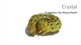  Presentation with moth - Presentation theme with white-lined-sphinx-moth-caterpillar background and a white colored foreground