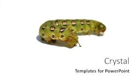  Presentation with moth - Presentation theme having white-lined-sphinx-moth-caterpillar background and a white colored foreground