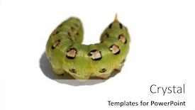  Presentation with moth - PPT theme with white-lined-sphinx-moth-caterpillar background and a white colored foreground