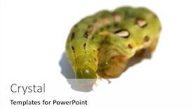  Presentation with moth - Theme enhanced with white-lined-sphinx-moth-caterpillar background and a white colored foreground