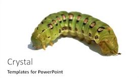  Presentation with moth - PPT theme with white-lined-sphinx-moth-caterpillar background and a white colored foreground