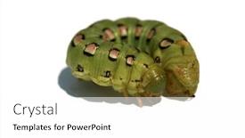  Presentation with moth - Presentation theme featuring white-lined-sphinx-moth-caterpillar background and a white colored foreground