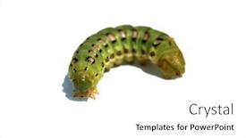  Presentation with moth - Presentation design featuring white-lined-sphinx-moth-caterpillar background and a white colored foreground