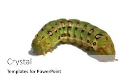  Presentation with moth - Theme consisting of white-lined-sphinx-moth-caterpillar background and a white colored foreground