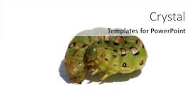  Presentation with moth - PPT layouts with white-lined-sphinx-moth-caterpillar background and a  colored foreground