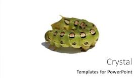  Presentation with moth - Slide deck enhanced with white-lined-sphinx-moth-caterpillar background and a  colored foreground