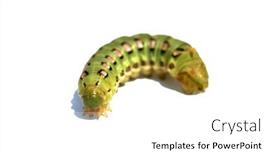  Presentation with moth - PPT theme consisting of white-lined-sphinx-moth-caterpillar background and a white colored foreground