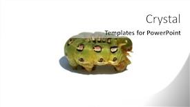  Presentation with moth - Presentation theme featuring white-lined-sphinx-moth-caterpillar background and a white colored foreground