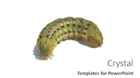  Presentation with moth - Presentation consisting of white-lined-sphinx-moth-caterpillar background and a white colored foreground