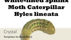  Presentation with moth - Slides with white-lined-sphinx-moth-caterpillar background and a yellow colored foreground