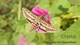  Presentation with moth - Theme having white-lined-sphinx-moth background and a yellow colored foreground