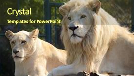  Presentation with zoo - Slides with white lion and lioness background and a tawny brown colored foreground