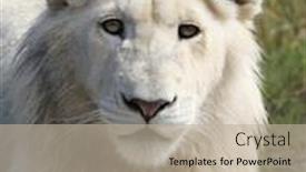  Presentation with lion - Slide set enhanced with white lion portrait with natural background background and a mint green colored foreground