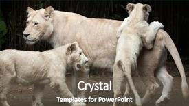  Presentation with mutation - Audience pleasing PPT theme consisting of white lions are colour mutation backdrop and a tawny brown colored foreground