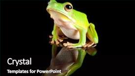  Presentation with black white tree - PPT layouts with white-lipped tree frog reflected background and a black colored foreground