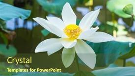 Presentation with garden pond - Presentation theme having white-lotus-flower-in-garden background and a tawny brown colored foreground