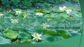  Presentation with white lotus flower - PPT theme consisting of white-lotus-flower-in-garden and a teal colored foreground
