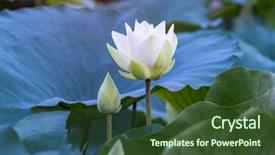  Presentation with white lotus flower - Presentation design having white lotus flower in pond background and a tawny brown colored foreground