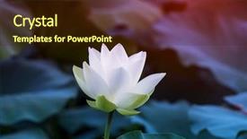  Presentation with white lotus flower - Audience pleasing presentation theme consisting of white lotus flower in pond backdrop and a wine colored foreground