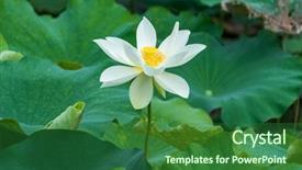  Presentation with white lotus flower - Slide deck consisting of white lotus flower in pond background and a forest green colored foreground