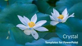  Presentation with white lotus flower - PPT theme with white-lotus-flower-in-pond background and a ocean colored foreground