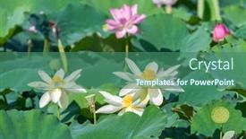  Presentation with white lotus flower - PPT theme having white-lotus-flower-in-pond background and a ocean colored foreground