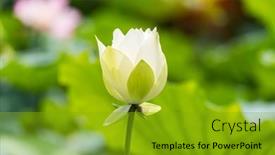  Presentation with white lotus flower - Slide set having white-lotus-flower-in-pond background and a gold colored foreground