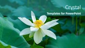 Presentation with white lotus flower - Presentation theme having white-lotus-flower-in-pond background and a ocean colored foreground