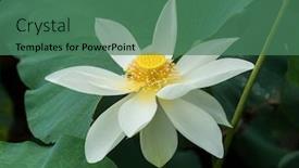  Presentation with white lotus flower - PPT theme featuring white lotus flower in pond background and a ocean colored foreground