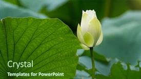  Presentation with white lotus flower - PPT theme having white lotus flower in pond background and a forest green colored foreground
