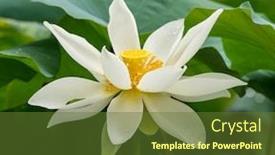  Presentation with white lotus flower - Theme featuring white lotus flower in pond background and a tawny brown colored foreground