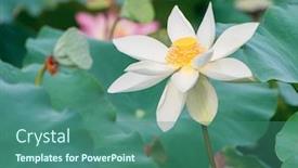  Presentation with white lotus flower - Audience pleasing theme consisting of white lotus flower in pond backdrop and a ocean colored foreground