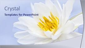  Presentation with lotus flower white water lily - PPT layouts having white-lotus-flower-or-water background and a sky blue colored foreground