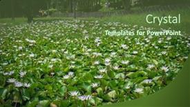  Presentation with white lotus flower - Beautiful PPT layouts featuring white-lotus-flower-with-green backdrop and a tawny brown colored foreground