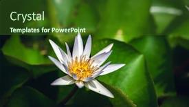  Presentation with white lotus flower - Colorful presentation theme enhanced with white-lotus-flower-with-green backdrop and a forest green colored foreground