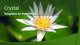  Presentation with white lotus flower - Presentation theme consisting of white-lotus-flower-with-green background and a tawny brown colored foreground
