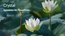  Presentation with white lotus flower - PPT theme having white lotus flower background and a ocean colored foreground
