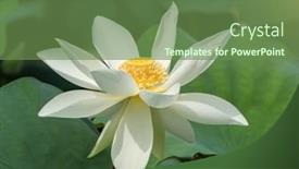  Presentation with lotus - Colorful slide set enhanced with white-lotus-on-isolated-white backdrop and a tawny brown colored foreground
