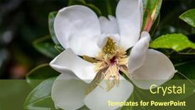  Presentation with magnolia - Cool new PPT theme with white-magnolia-flower-after-rain backdrop and a tawny brown colored foreground