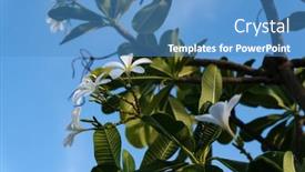  Presentation with magnolia - PPT theme enhanced with white-magnolia-flower-blooming background and a teal colored foreground