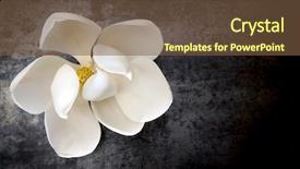  Presentation with magnolia - Theme with white magnolia flower on dark background and a tawny brown colored foreground