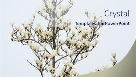  Presentation with magnolia - Presentation design featuring white-magnolia-flowering-background background and a sky blue colored foreground