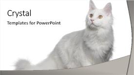  Presentation with maine - Amazing PPT layouts having white-maine-coon-7-months backdrop and a white colored foreground