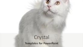  Presentation with maine - Slide deck consisting of white-maine-coon-7-months background and a light gray colored foreground