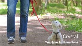  Presentation with walking - Beautiful presentation theme featuring white-maltese-dog-walking backdrop and a gray colored foreground