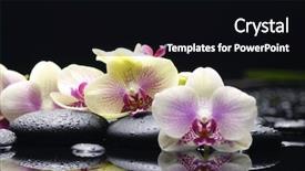  Presentation with orchid - Slides having holistic - beautiful set of gorgeous orchid background and a black colored foreground